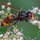 Close-up of a hornet with black and yellow stripes on its body, perched on small white flowers against a green background.